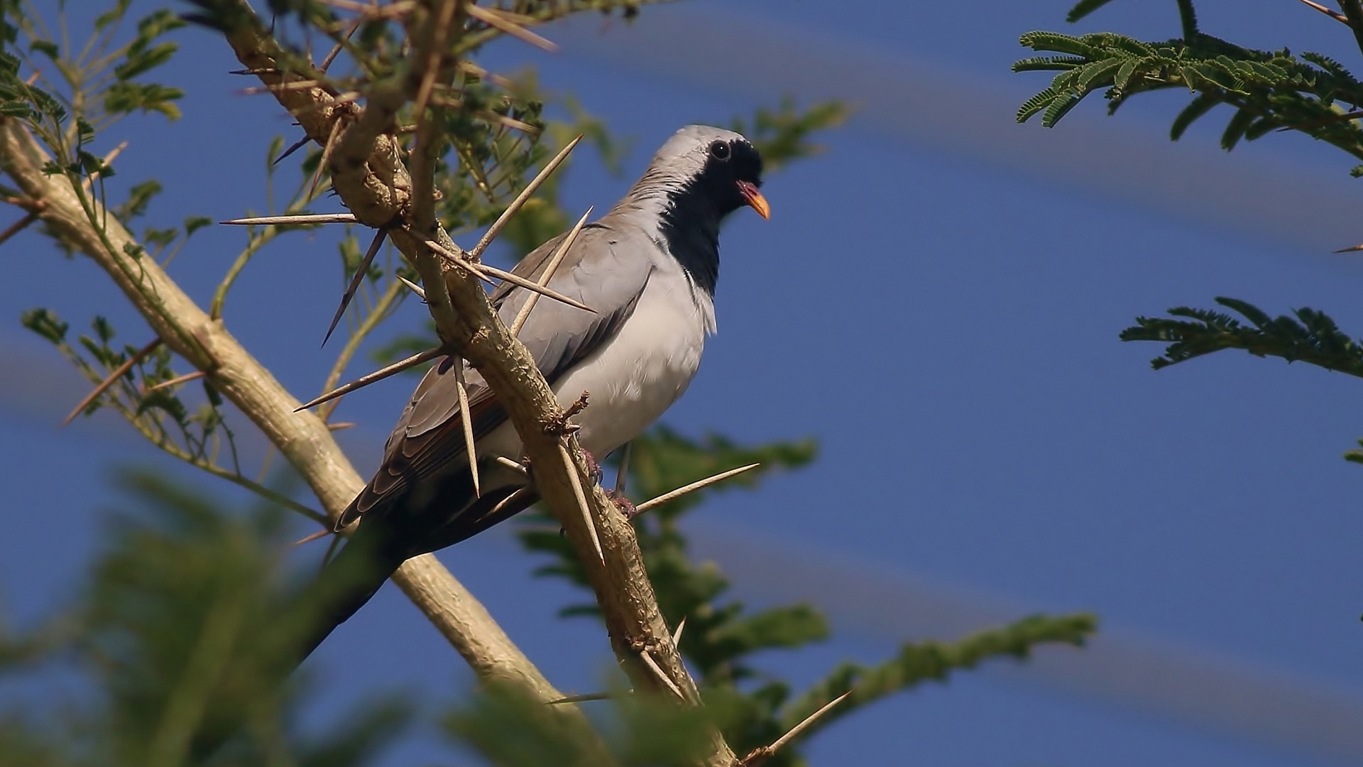 Namaqua Dove
